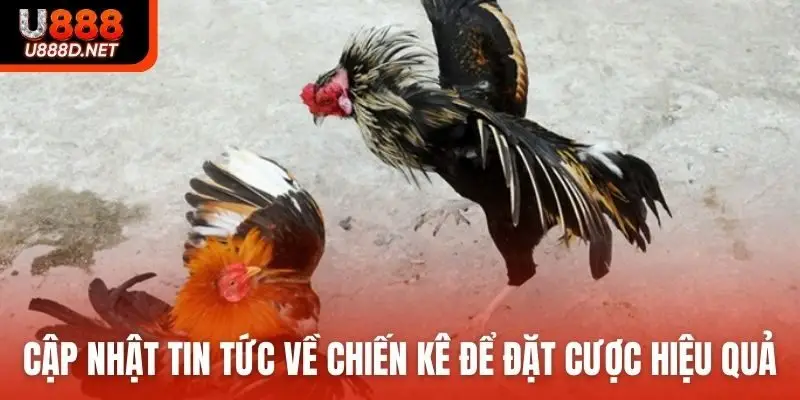 Cập nhật tin tức về chiến kê để đặt cược hiệu quả