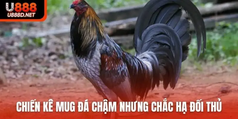 Chiến kê Mug đá chậm nhưng chắc hạ đối thủ