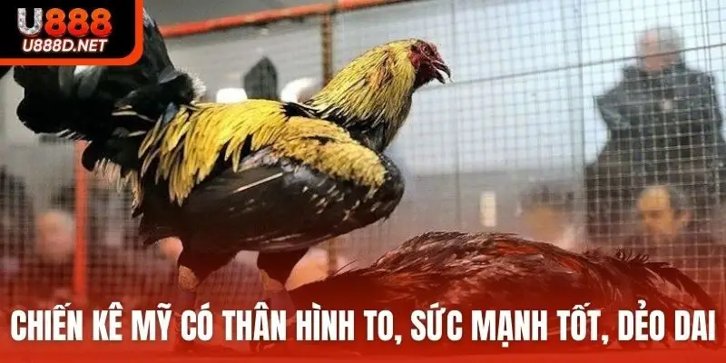 Chiến kê Mỹ có thân hình to, sức mạnh tốt, dẻo dai