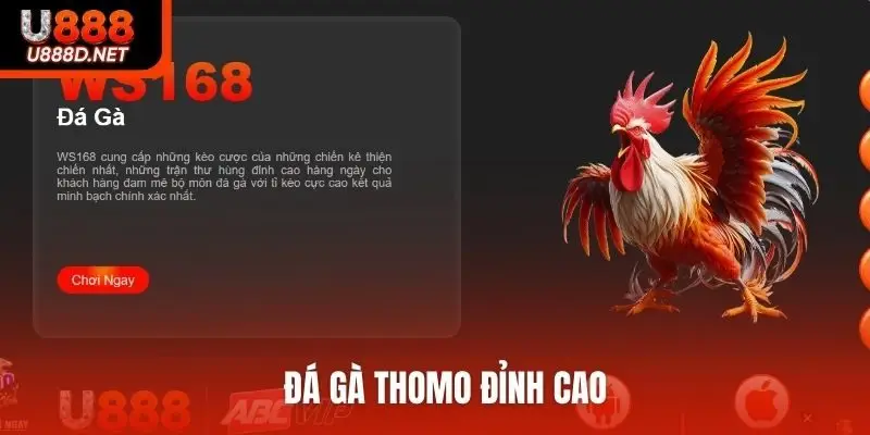 Đá gà Thomo đỉnh cao