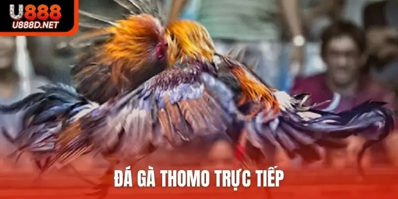 đá gà Thomo trực tiếp