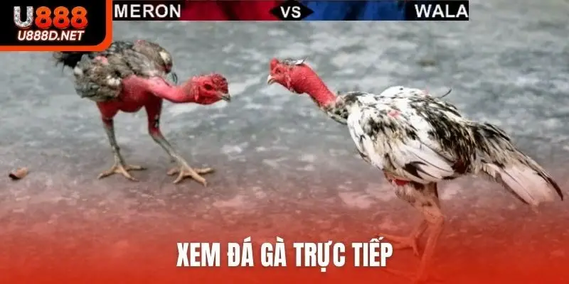 Xem đá gà trực tiếp